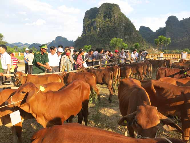 Hàng chục con bò được trao cho người dân.