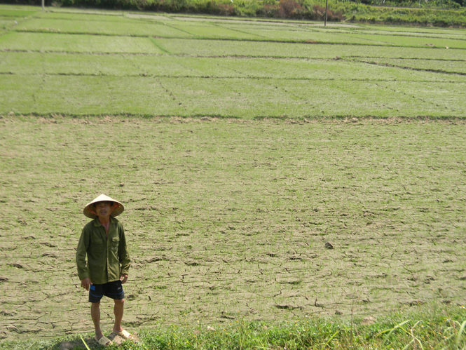 Nhiều chân ruộng ở xã Tiến Hoá, huyện Tuyên Hoá đã khô vì thiếu nước.