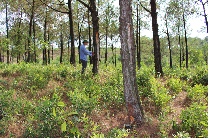 Nhiều diện tích rừng thông nhựa đang trong thời kỳ khai thác của huyện Lệ Thủy có nguy cơ xảy cháy rất cao.
