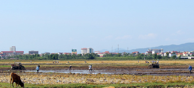 Nông dân thành phố Đồng Hới triển khai sản xuất vụ hè-thu.