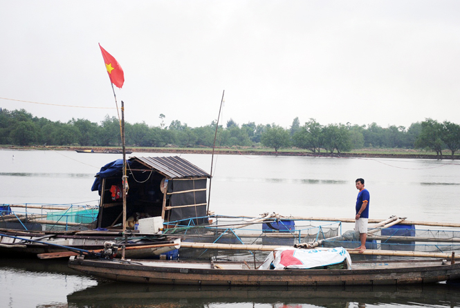 Nuôi cá lồng trên sông, hướng đi mới mang lại hiệu quả kinh tế cao  cho nông dân xã Duy Ninh.