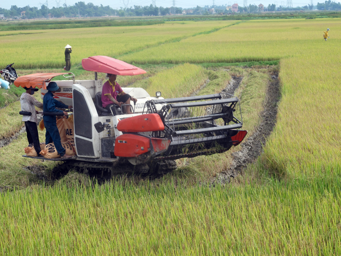 Nông dân Quảng Trạch được mùa trong vụ sản xuất đông-xuân 2014-2015.
