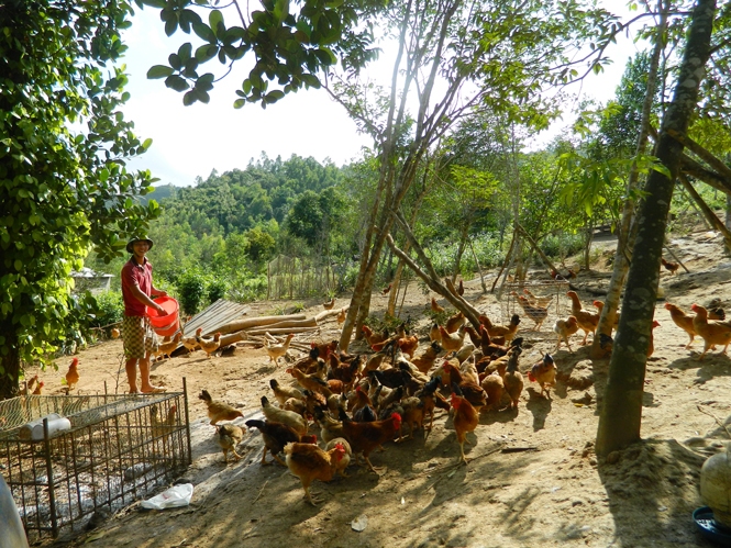 Mô hình nuôi gà thả vườn tại xã Quảng Tiên.