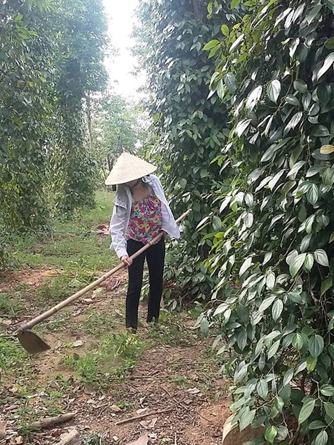 Nhờ được chăm sóc tốt, vườn tiêu của gia đình chị Dương Thị Thi luôn cho năng suất cao.