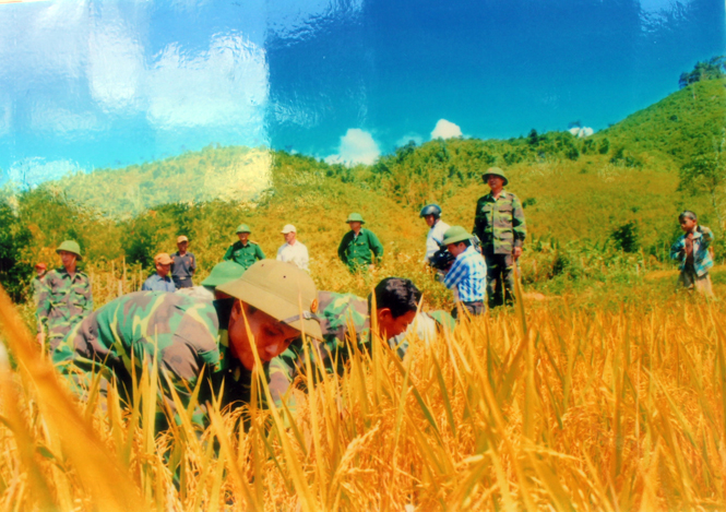 Cán bộ, chiến sĩ Đồn biên phòng Cà Roòng giúp dân thu hoạch lúa.