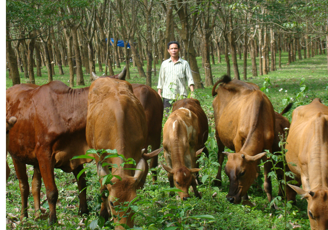 Chăn nuôi bò ở xã Sơn Lộc.
