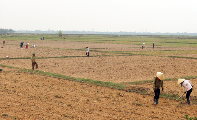 Người dân Quảng Thạch làm đất trồng ngô trên diện tích đất lúa thiếu nước.