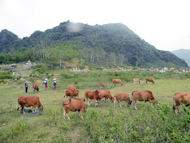 Tuyên Hoá đang tập trung đẩy mạnh phát triển chăn nuôi, xem đây là ngành kinh tế mũi nhọn.