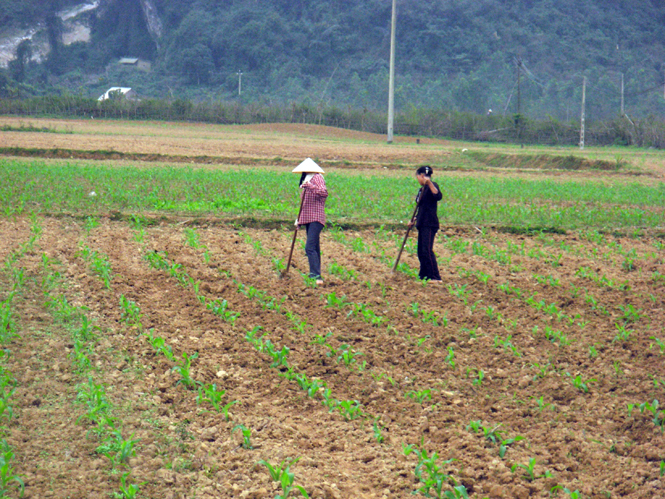 Diện tích trồng ngô được người dân xã Minh Hoá phát triển nhằm tăng thu nhập.