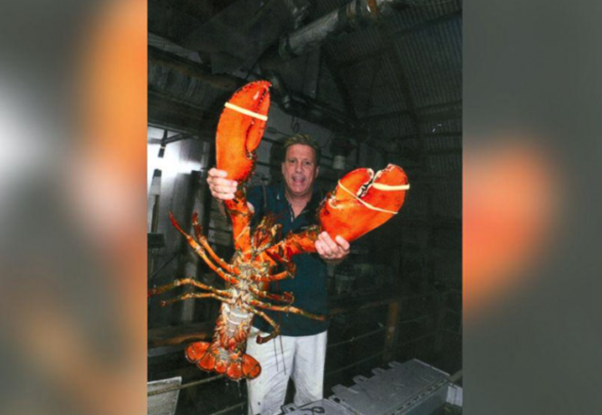Con tôm hùm khổng lồ. (Nguồn: Twitter)