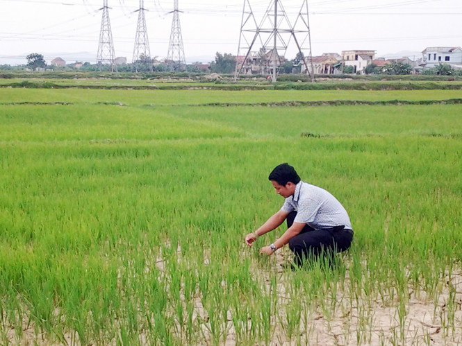 Diện tích lúa có nguy cơ bị mất trắng do hạn hán tại phường Quảng Phong.