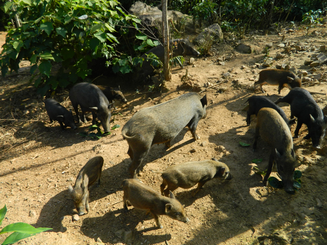 Mô hình chăn nuôi lợn rừng tại trang trại của ông Phạm Văn Lập, xã Quảng Tiên.