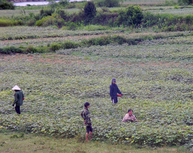 Một số diện tích đất lúa thiếu nguồn nước tưới ở vụ hè thu năm 2015 đã được nông dân Tuyên Hoá chuyển sang trồng đậu xanh cho hiệu quả kinh tế cao