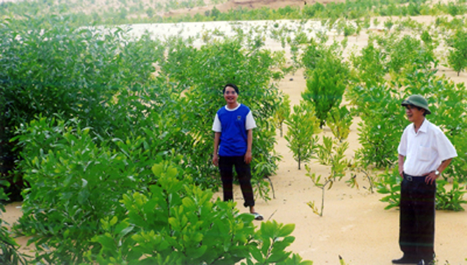 Rừng cây của Công ty CP XNK Quảng Bình trồng sau khi hoàn trả mặt bằng ở Bàu Dum, Sen Thuỷ.