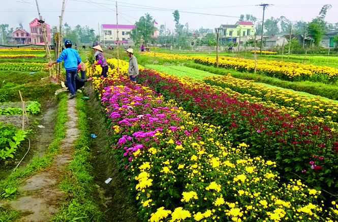 Việc chuyển đổi cơ cấu cây trồng hợp lý mang lại thu nhập cao  cho người dân phường Quảng Long.