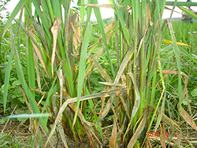 Diện tích lúa hè-thu bị bệnh khô vằn có chiều hướng lan rộng.