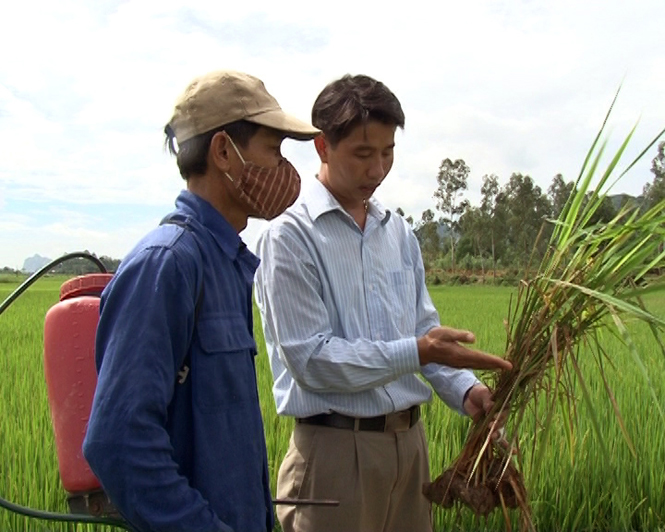 Cán bộ Trạm bảo vệ thực vật Tuyên Hóa hướng dẫn người dân phòng trừ sâu bệnh hại lúa.