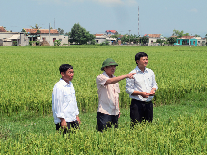 Đồng chí Chủ tịch UBND huyện kiểm tra tình hình sản xuất lúa hè-thu.