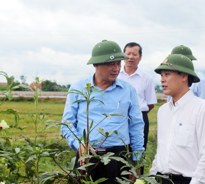 Đồng chí Trần Văn Tuân, UVTV Tỉnh ủy, Phó Chủ tịch UBND tỉnh kiểm tra mô hình chuyển đổi từ đất trồng lúa kém hiệu quả sang trồng ngô và đậu bắp ở xã Đại Trạch.