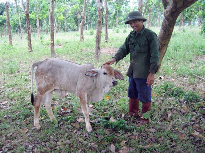 Ảnh 3 : Nông dân huyện Quảng Ninh phấn khởi khi nuôi thành công giống bò Brahman trắng.