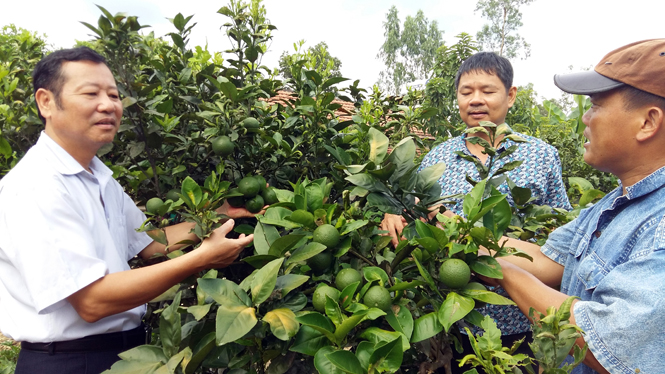 Cam mật Hiền Ninh là giống cây ăn quả có múi đặc sản, có hương vị đặc trưng thơm ngon, giàu tiềm năng phát triển kinh tế.