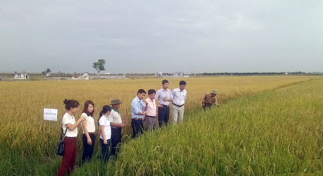 Giống lúa QB01 đưa vào sản xuất vụ hè-thu ở Quảng Ninh.