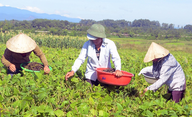 Chuyển đổi đất lúa sang trồng đậu xanh ở các xã vùng cao Lệ Thủy.
