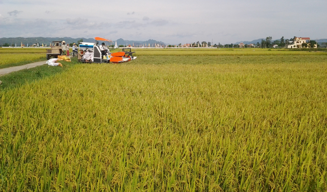 Mô hình cánh đồng lớn tại HTX Phú Trịch, xã Quảng Lộc.