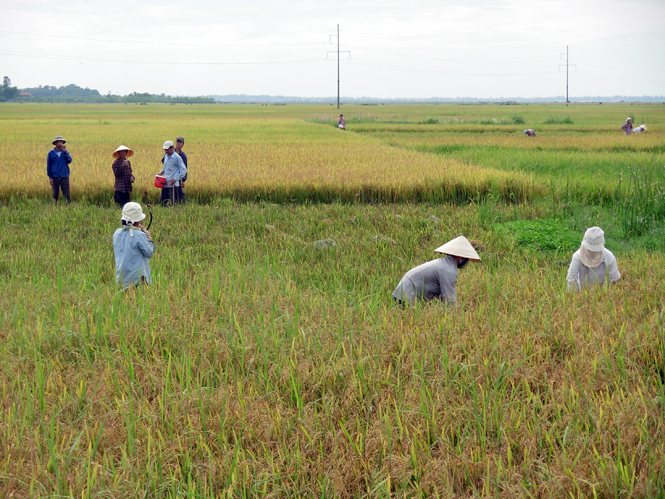 Nông dân huyện Quảng Ninh thu hoạch lúa hè-thu.