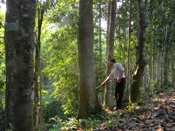 Một mô hình trồng rừng kinh tế hiệu quả của hội viên Hội CCB xã Thuận Hoá, huyện Tuyên Hoá.