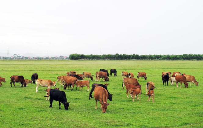 Nhiều mô hình trang trại chăn nuôi trên địa bàn Quảng Trạch mang lại thu nhập hàng trăm triệu đồng mỗi năm.