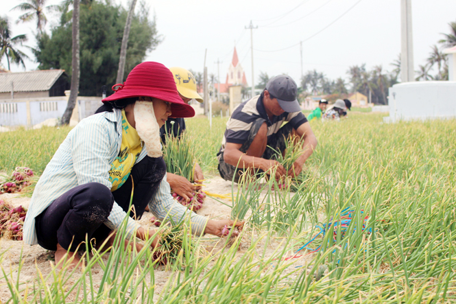 Bà con nông dân huyện đảo Lý Sơn thu hoạch hành.