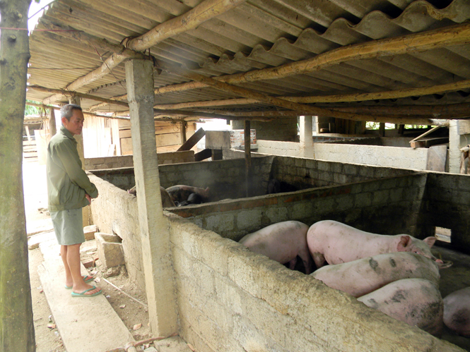  Siết chặt quản lý sử dụng chất cấm trong chăn nuôi để bảo vệ sức khỏe cộng đồng.