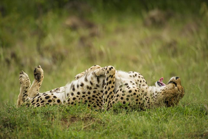 The leopard was lying on the green grass. (Source: comedywildlifephoto)