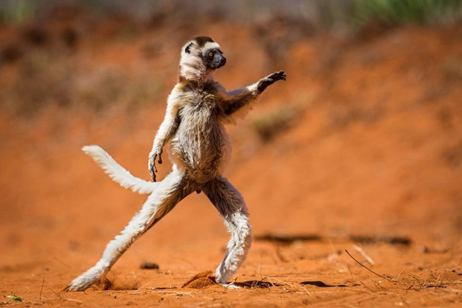 The awkward stance of a lemur. (Source: comedywildlifephoto)