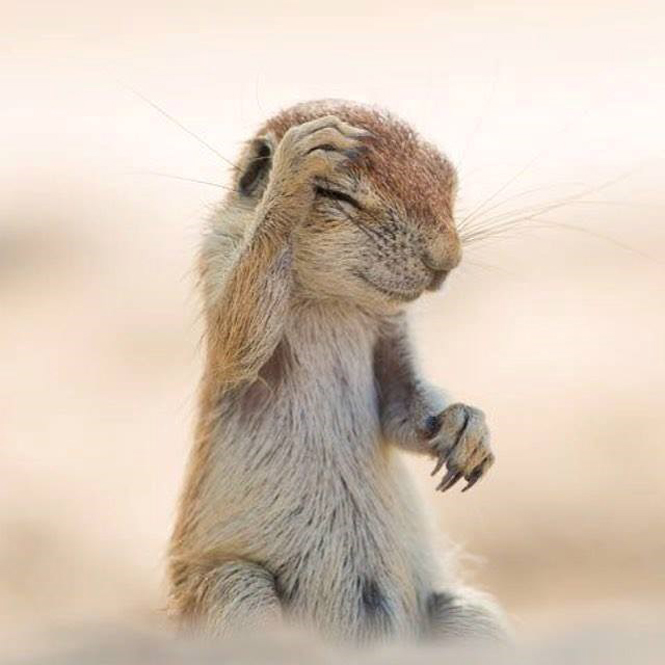 Adorable baby squirrel. (Source: comedywildlifephoto)