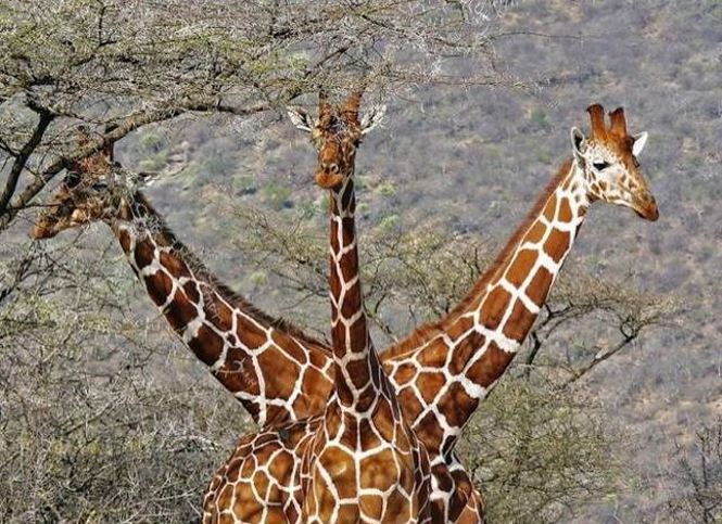 Three giraffes create a funny moment. (Source: comedywildlifephoto)