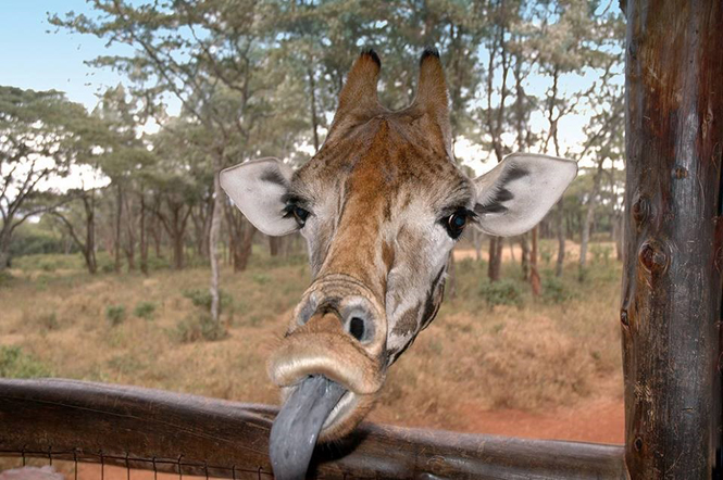 Friendly giraffe. (Source: comedywildlifephoto)