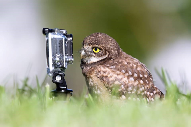 An owl posing with a GoPro. (Source: comedywildlifephoto)