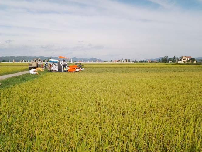 Vụ hè-thu năm 2015 là vụ mùa đầu tiên thị xã Ba Đồn đưa vào sản xuất thí điểm mô hình cánh đồng lúa chất lượng với quy mô lớn tại thôn Phú Trịch, xã Quảng Lộc và đã mang lại kết quả bước đầu.