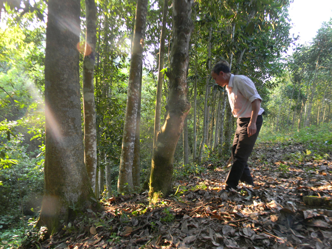 Nhiều hộ dân Tuyên Hoá tích cực trồng rừng để thoát nghèo và vươn lên làm giàu chính đáng.