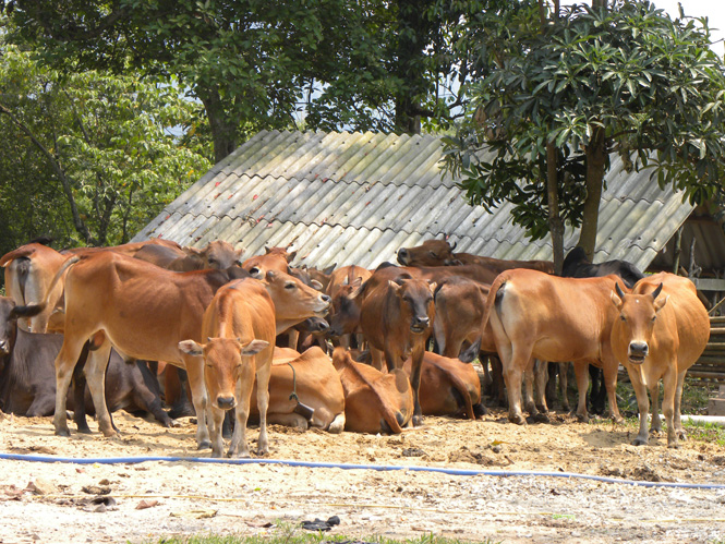 Đàn bò của người dân xã Hóa Hợp-từ chăn nuôi truyền thống đến chuỗi giá trị thương phẩm.