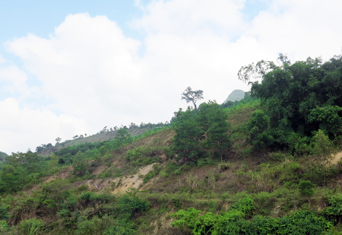 Những ngọn đồi trọc ở xã Hoá Sơn đã được trồng thêm 177ha cây lim và trám.