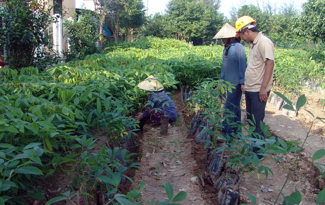  Công ty TNHH MTV Lâm Công nghiệp Long Đại chuyển đổi đất trồng cao su.