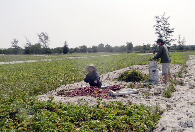 Mô hình cây khoai lang trên đất cát ở xã Hồng Thuỷ (Lệ Thủy) có khả năng chịu hạn cao nhưng vẫn đưa lại hiệu quả kinh tế.