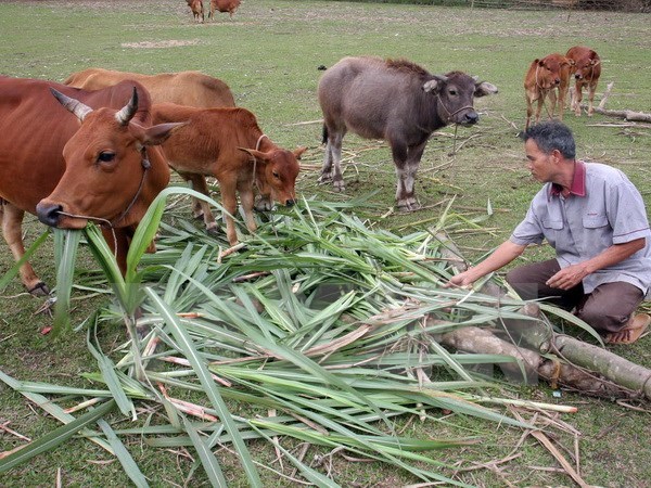 Nông dân xã Hương Sơn, huyện miền núi Tân Kỳ, Nghệ An được vay vốn phát triển chăn nuôi bò xóa đói giảm nghèo. (Ảnh: Đình Huệ/TTXVN)