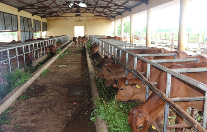 Chú trọng thực hiện các giải pháp về kỹ thuật góp phần phát triển chăn nuôi theo hướng an toàn, bền vững.