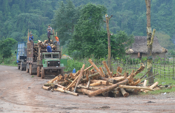 Thu mua gỗ rừng trồng ở Ngân Thủy, Lệ Thủy.