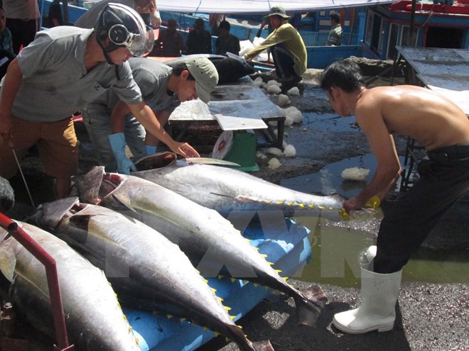 Thu mua cá ngừ đại dương tại cảng Hòn Rớ, Khánh Hòa. (Ảnh: Nguyên Lý/TTXVN)