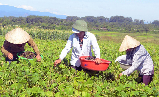 Chuyển đổi đất lúa thiếu nước sang trồng đậu xanh ở xã Mai Thủy (huyện Lệ Thủy).